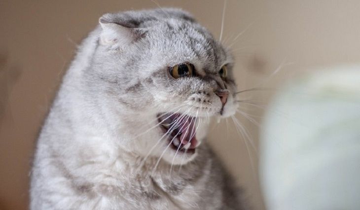 Общество: Сотни кошек в Британии погибли от загадочной болезни