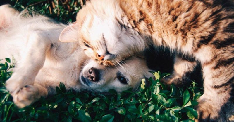Общество: В Британии больных кошек стали лечить переливанием крови собак