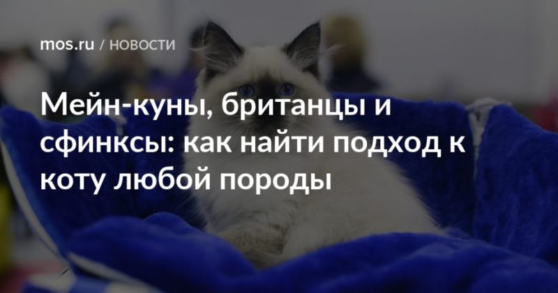 Общество: Мейн-куны, британцы и сфинксы: как найти подход к коту любой породы