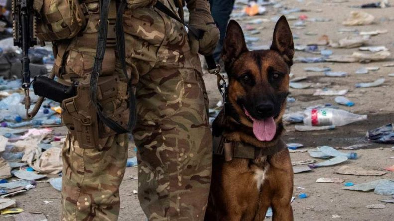 Общество: Власти Великобритании одобрили эвакуацию 200 собак и кошек из Кабула