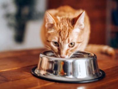 Общество: В Британии появится «халяльный» корм для кошек
