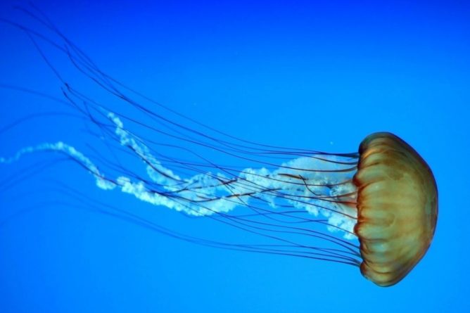 Общество: Британцы напуганы медузой, способной ужалить 150 человек одновременно