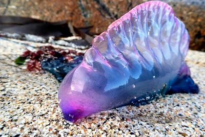 Общество: Смертельно опасных фиолетовых существ заметили у берегов Великобритании