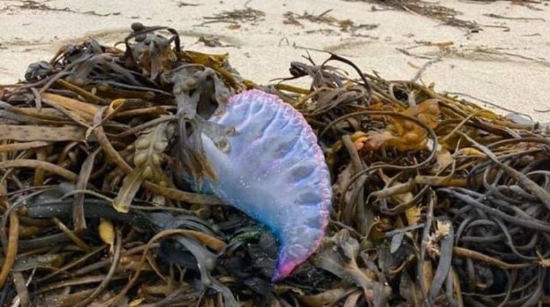 Общество: В Великобритании на пляж выбросило сотни фиолетовых существ, похожих на инопланетян