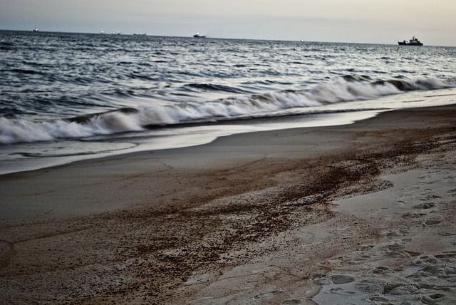 Общество: В Британии на пляжах обнаружили тысячи погибших морских обитателей и мира