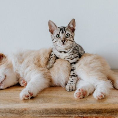 Общество: Специалисты из Великобритании обнаружили у кошек и собак миокардит после заражения ковидом